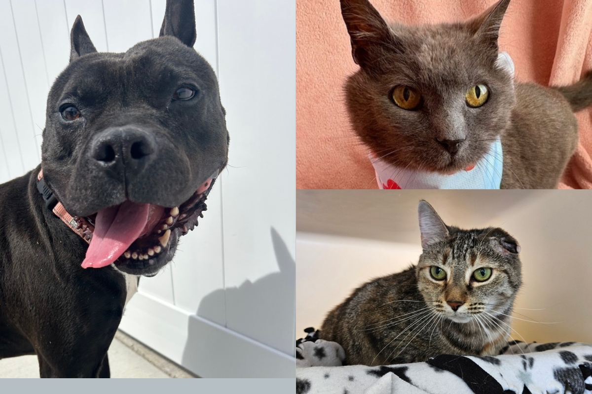 A black pit bull, a grey cat, and a tortie cat.
