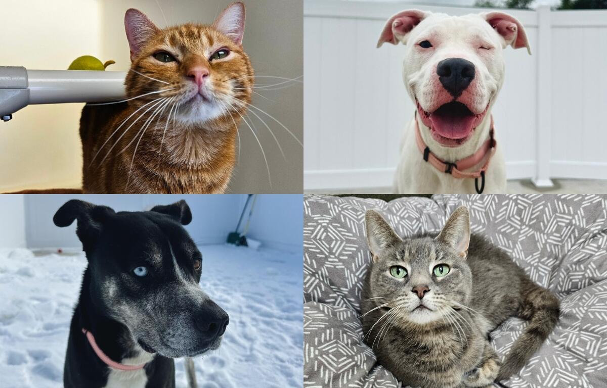 An orange and white cat, a white pit bull, a black and white dog, and a gray and white tabby.