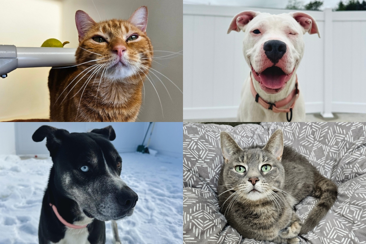 An orange and white cat, a white pit bull, a black and white dog, and a gray and white tabby.