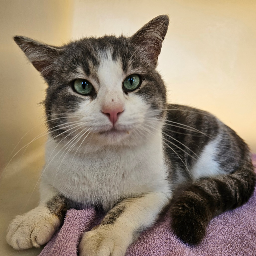 A tabby and white colored cat with bright green eyes.