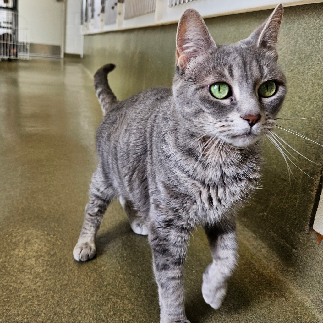 A tabby cat with bright green eyes.