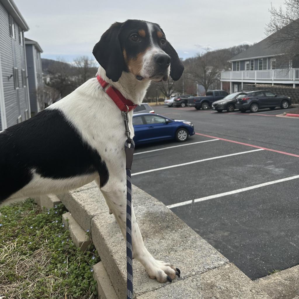 A coonhound.