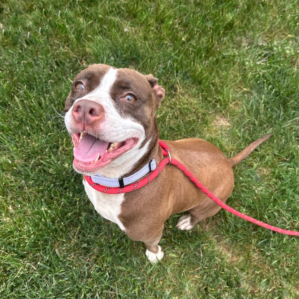 A brown and white pit bull terrier mix.