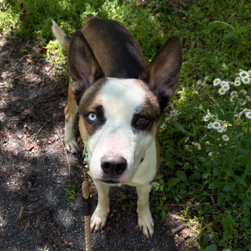 A husky terrier mix with one bright blue eye and one brown eye.