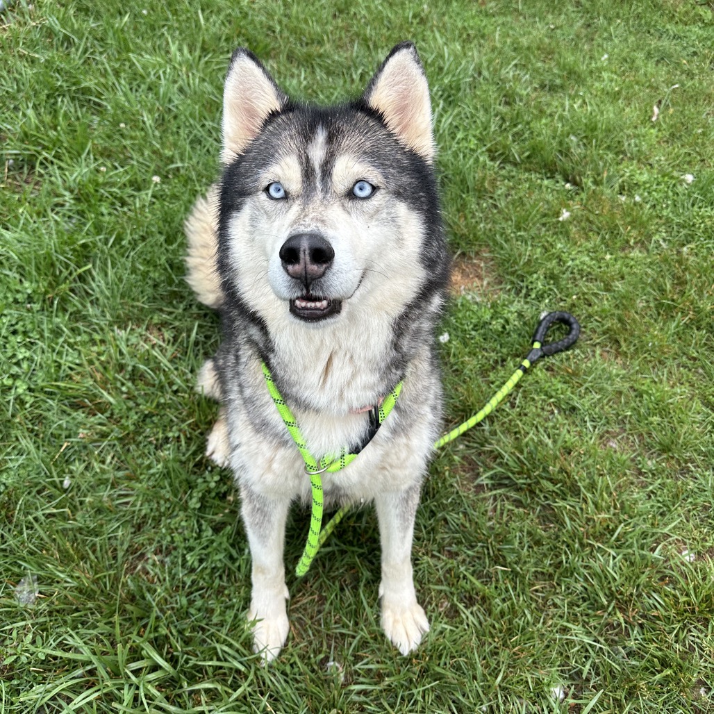 A husky with bright blue eyes.