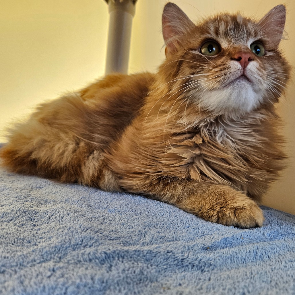 A fluffy orange cat with a white face.