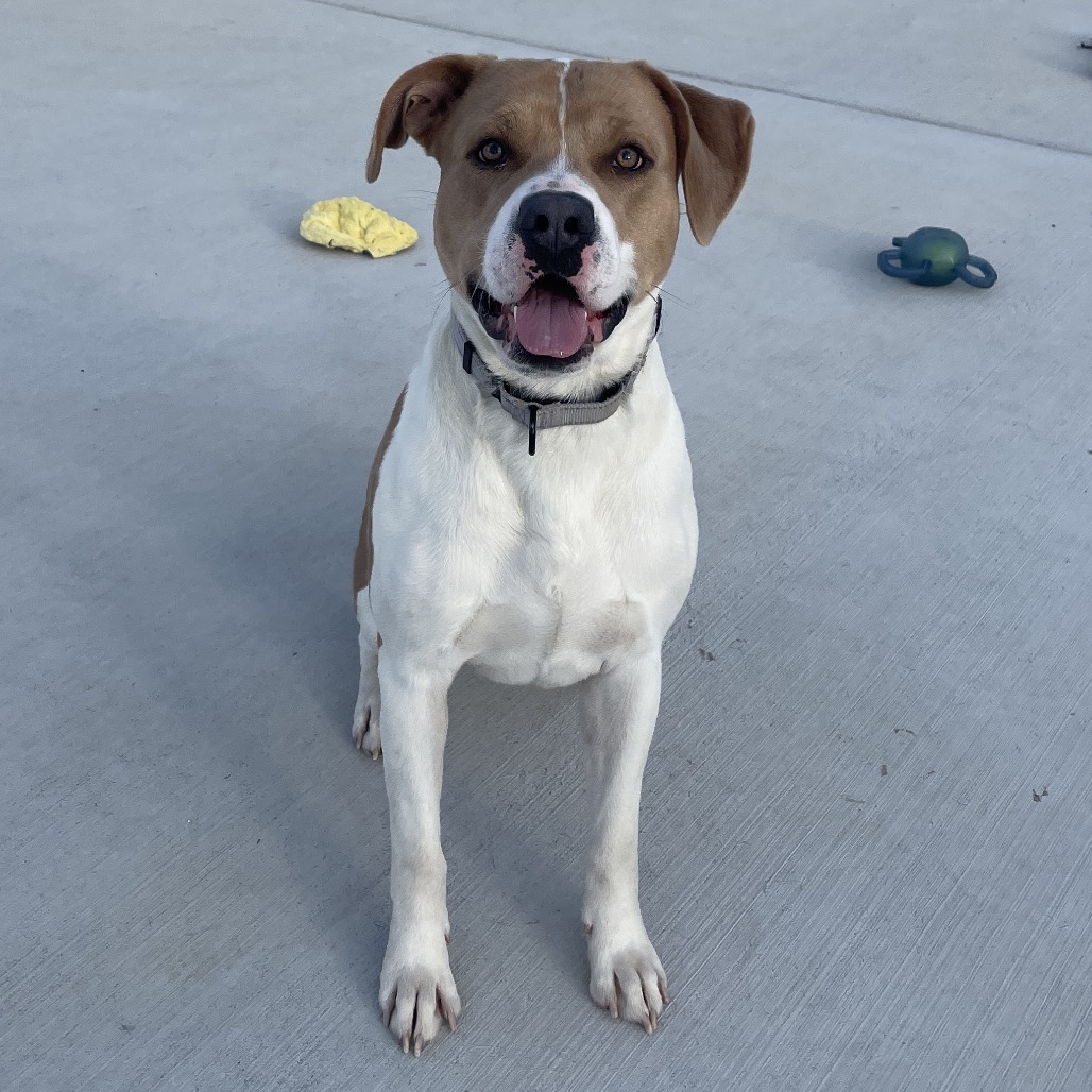 A tan and white dog.