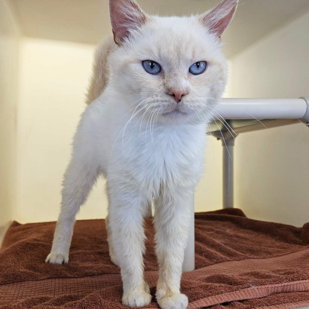 An all white siamese cat with bright blue eyes.