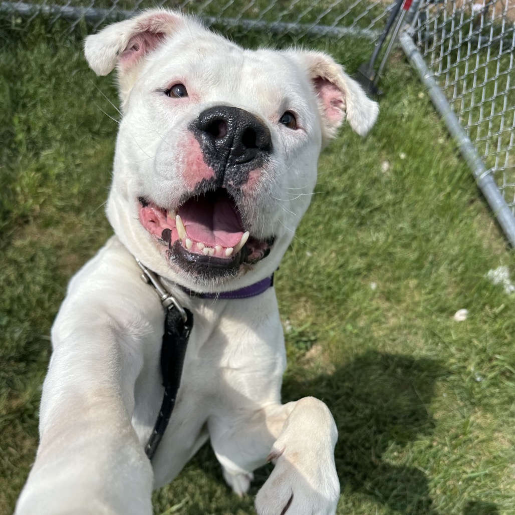 A white pit bull.