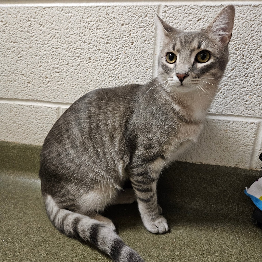A small tabby cat.