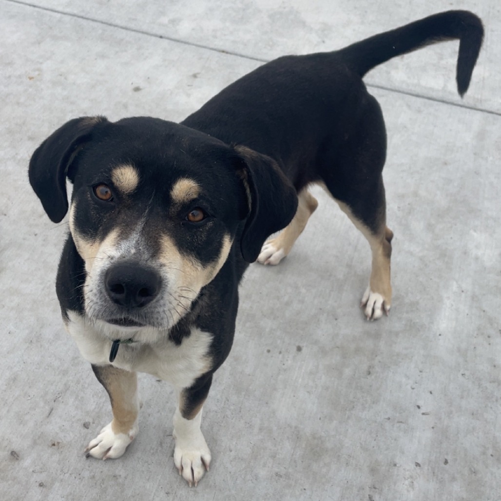 A medium size black and tan dog