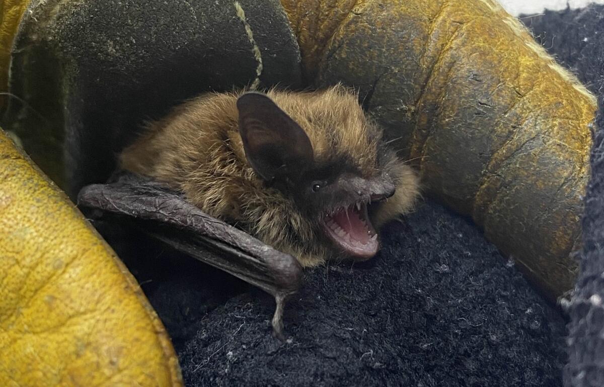 Up close of a northern long eared bat