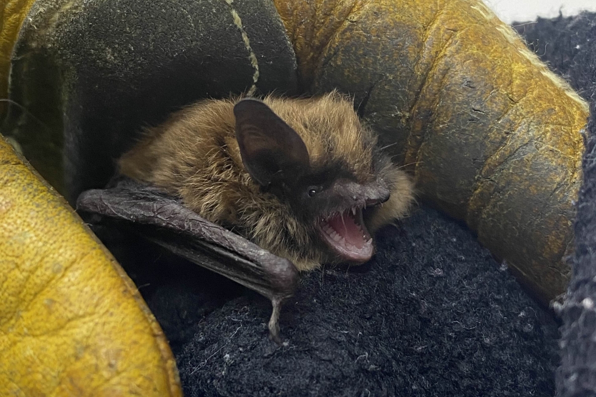 Up close of a northern long eared bat