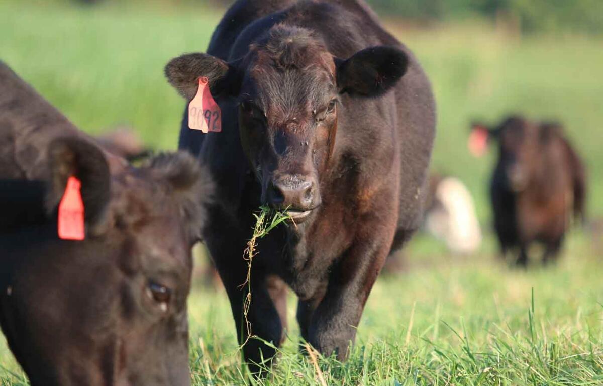 Two black cows in a grass field.