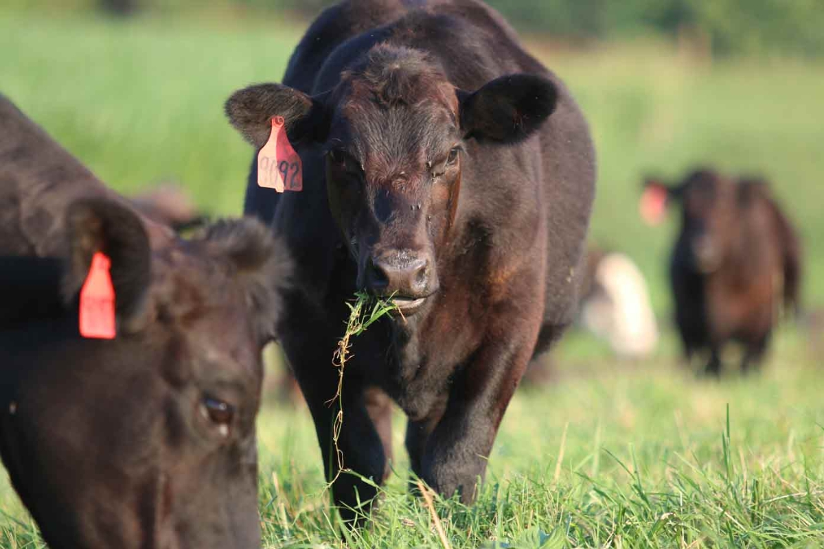 Two black cows in a grass field.
