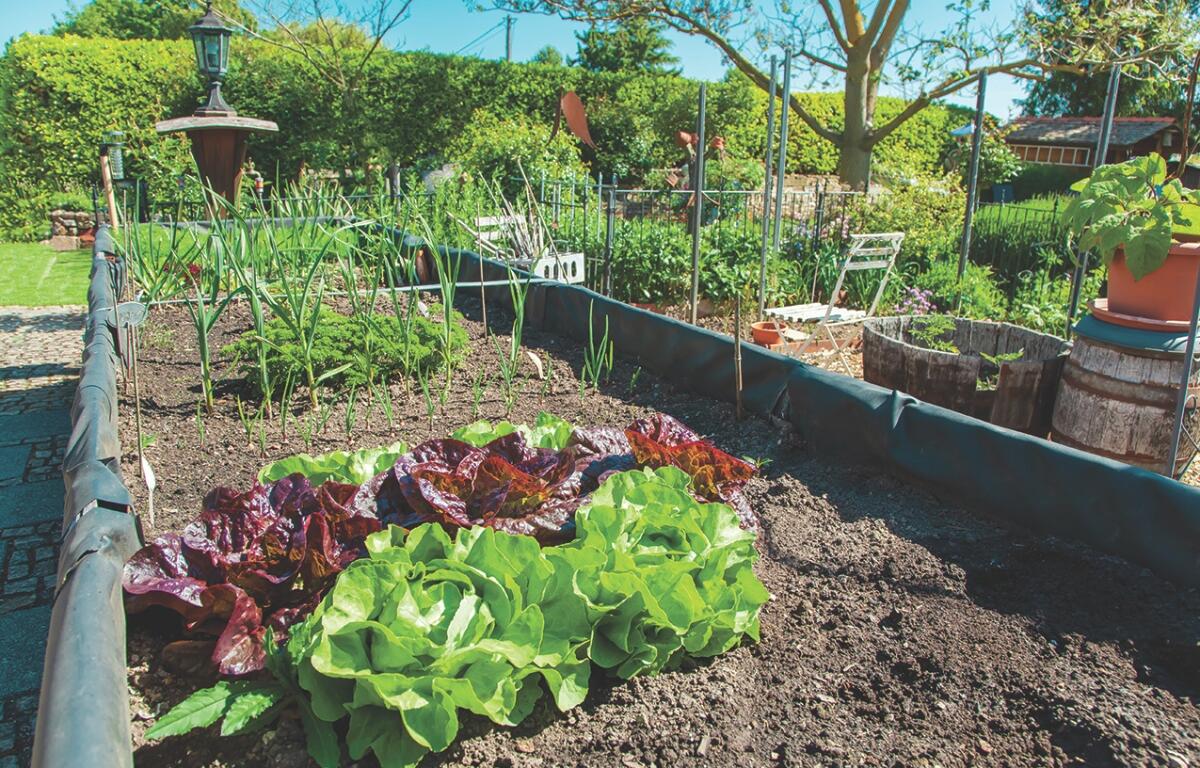 A full garden.
