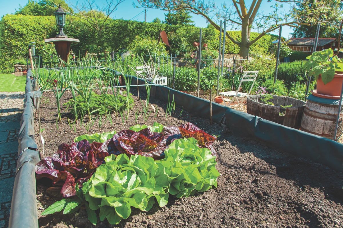 A full garden.