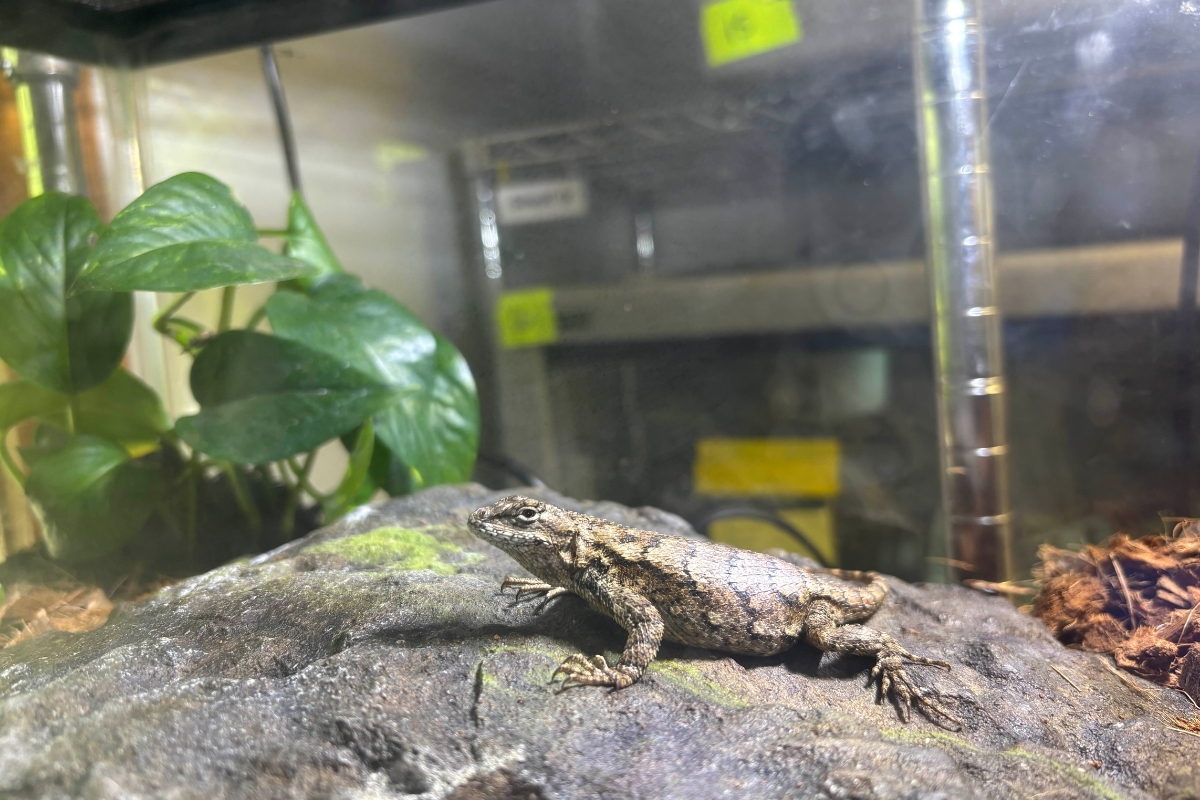 Up close of an eastern fence lizard