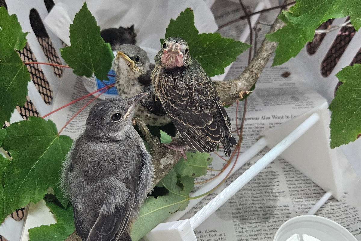 Three young songbirds sitting on a branch