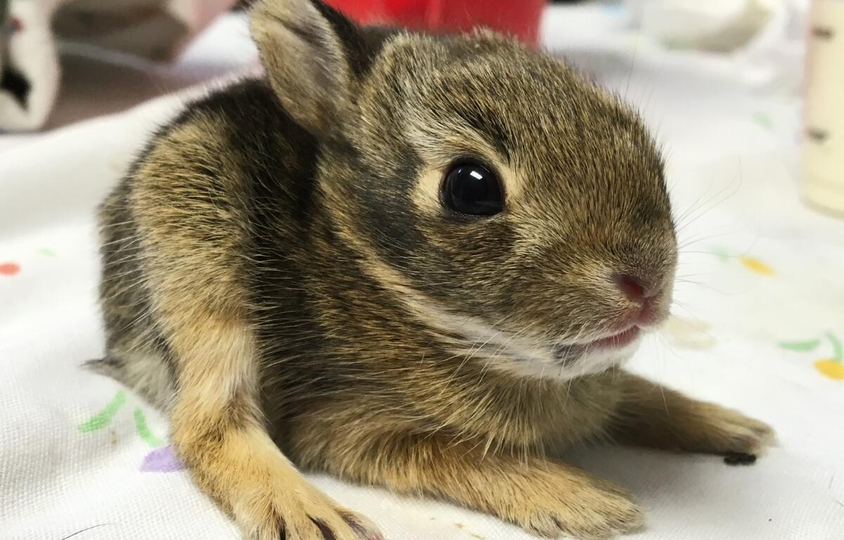Up close of a baby eastern cottontail rabbit.