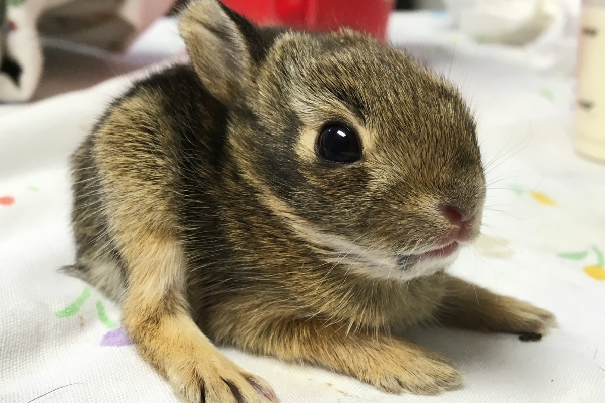 Up close of a baby eastern cottontail rabbit.