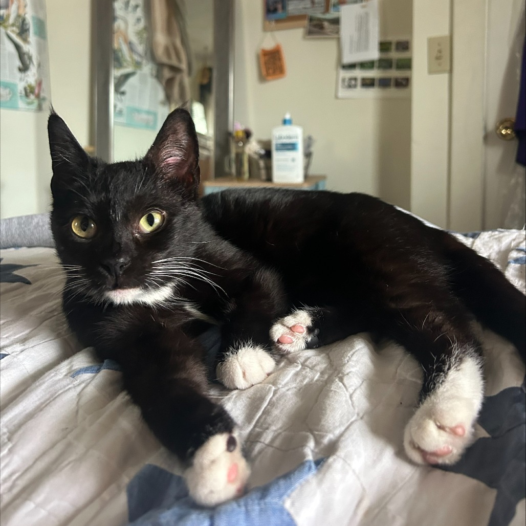 A black and white cat.
