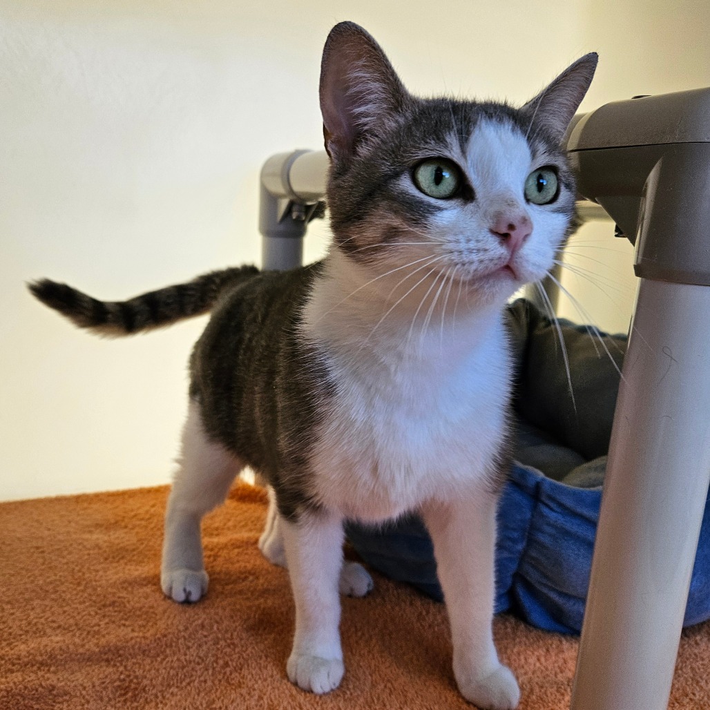 A gray and white cat with bright green eyes.
