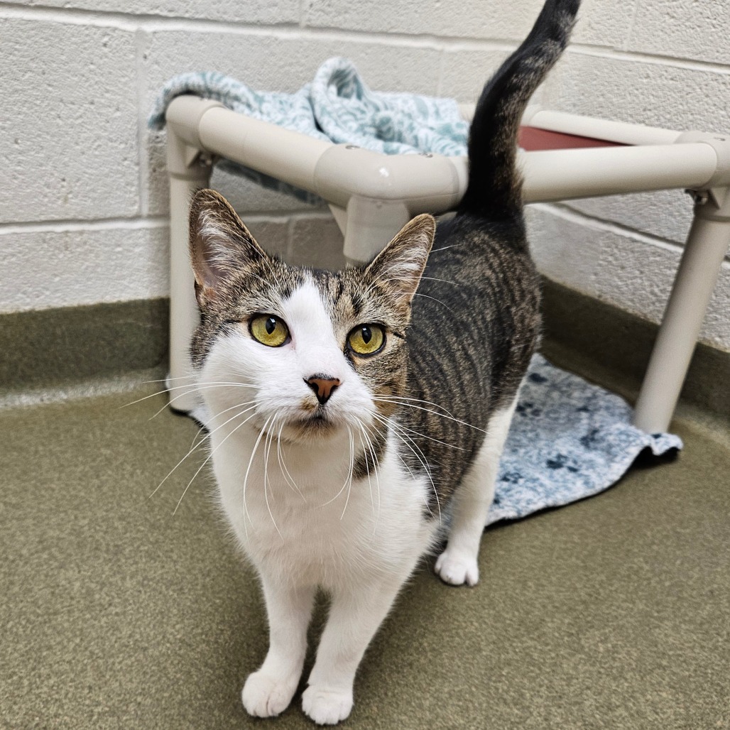 A tabby and white cat.
