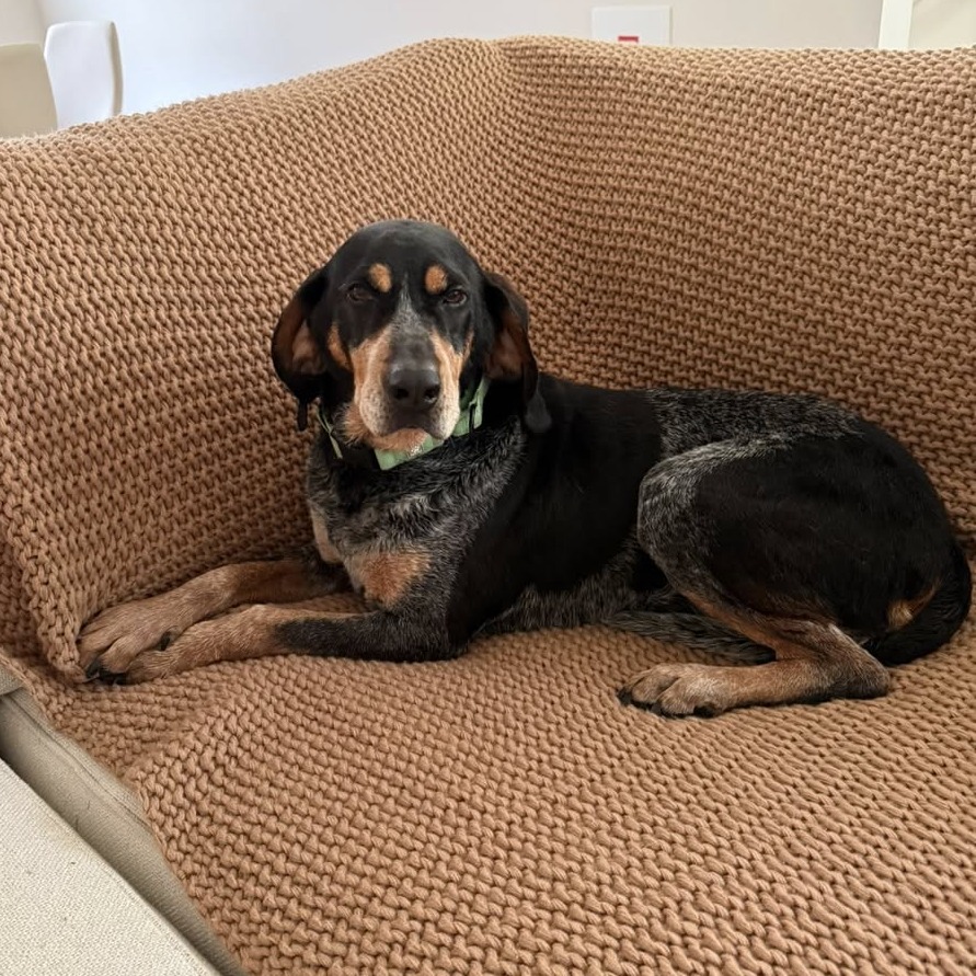 A black, gray, and tan hound.