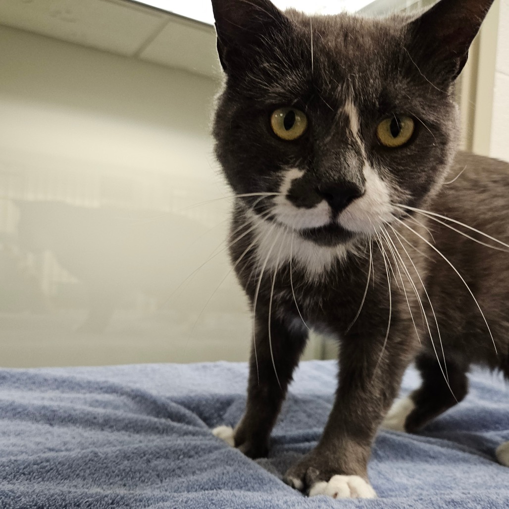 A dark gray and white cat