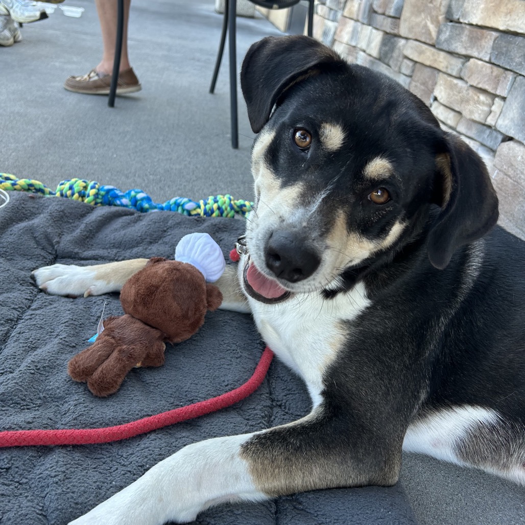A medium sized black, white and tan dog.