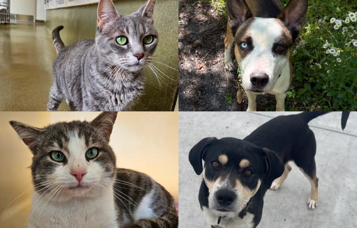 A tabby, a brown and white dog, a tabby and white cat, and a black and tan dog.