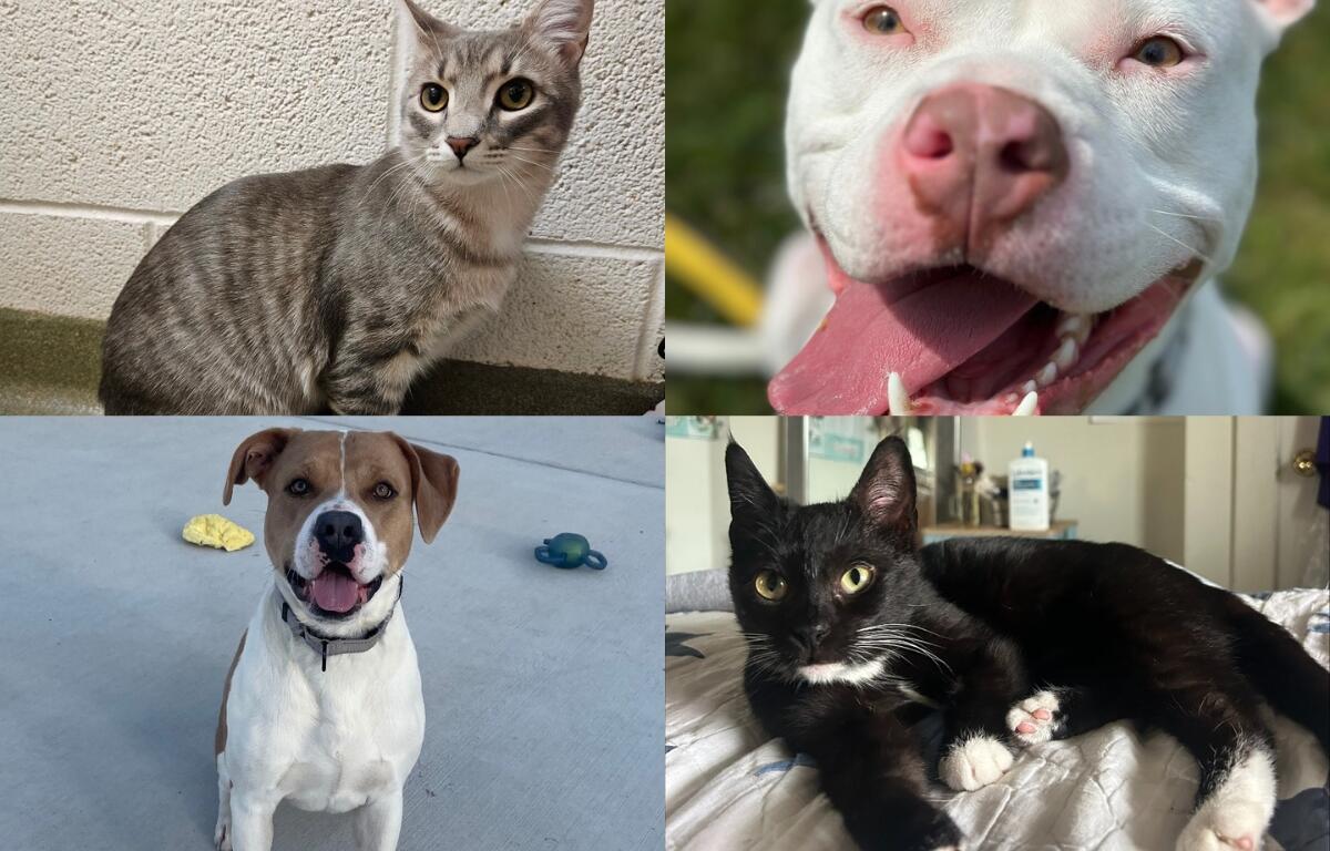 A small tabby cat, a white pit bull, a tan and white dog, and a black and white cat.