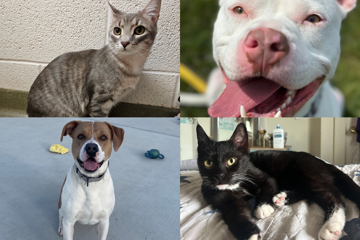 A small tabby cat, a white pit bull, a tan and white dog, and a black and white cat.