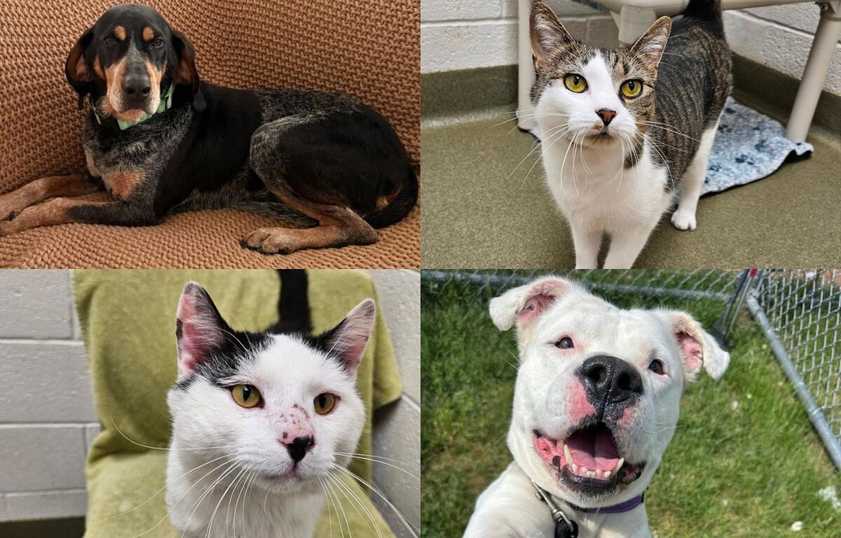 A black and tan dog, a tabby and white cat, a black and white cat, and a white pit bull.