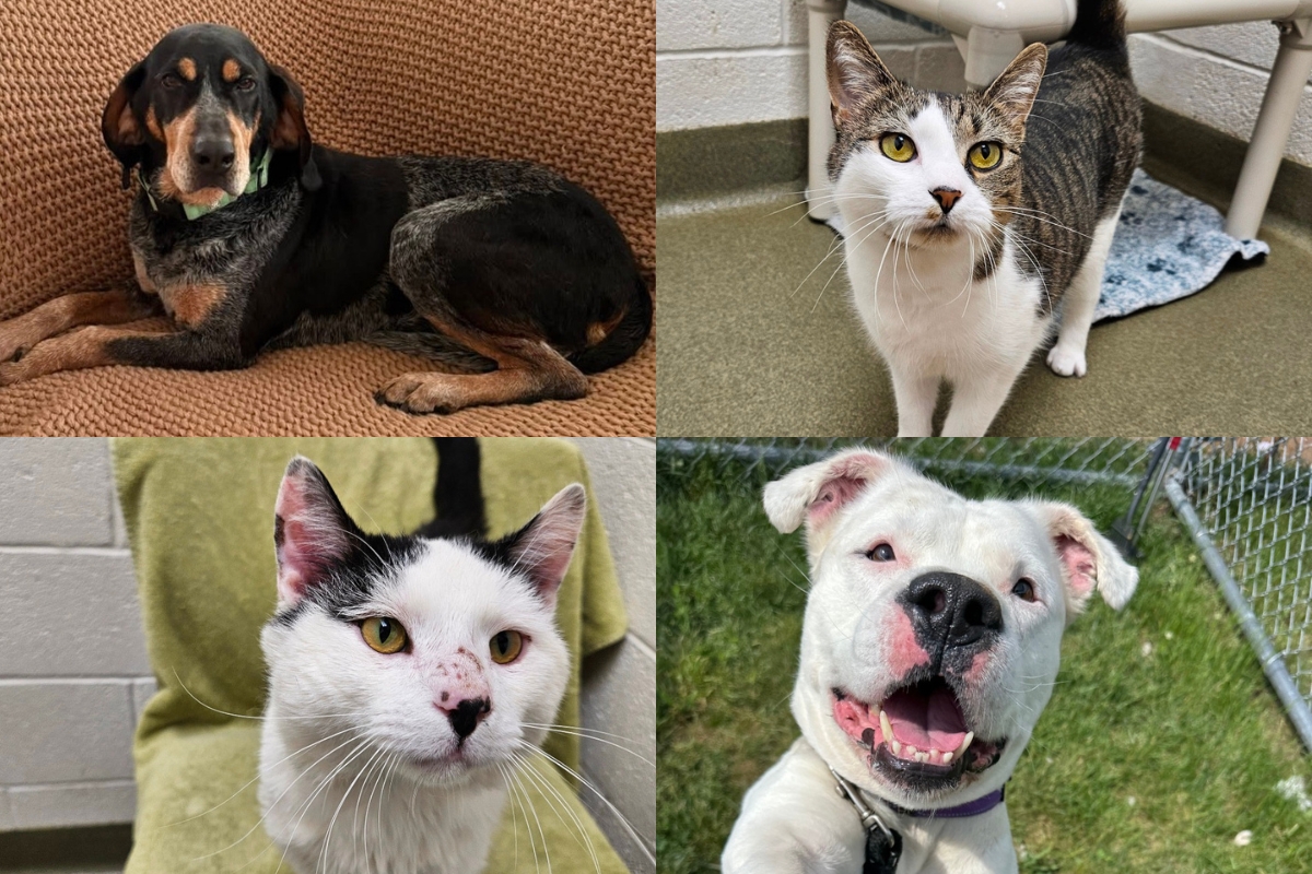A black and tan dog, a tabby and white cat, a black and white cat, and a white pit bull.