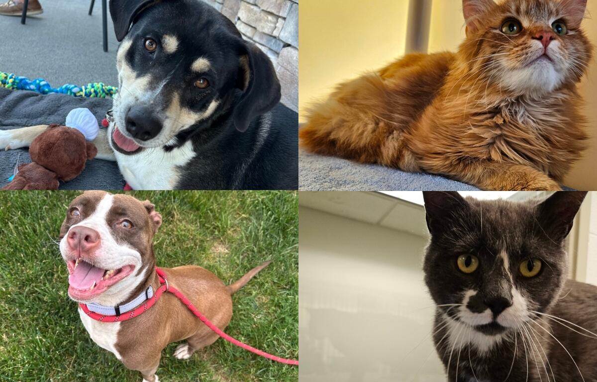 A black, white, and tan dog, a fluffy orange cat, a brown and white pit bull terrier, and a dark gray and white cat.