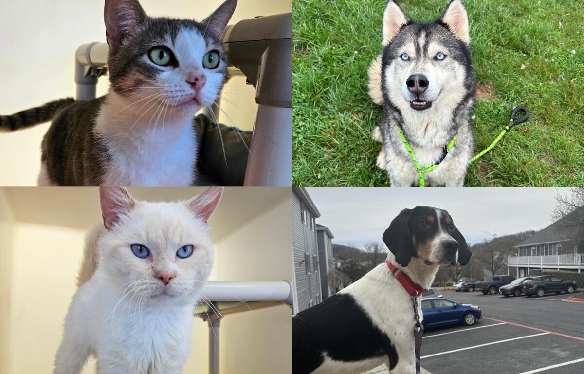 A tabby and white cat, a husky, a white siamese cat, and a coonhound.