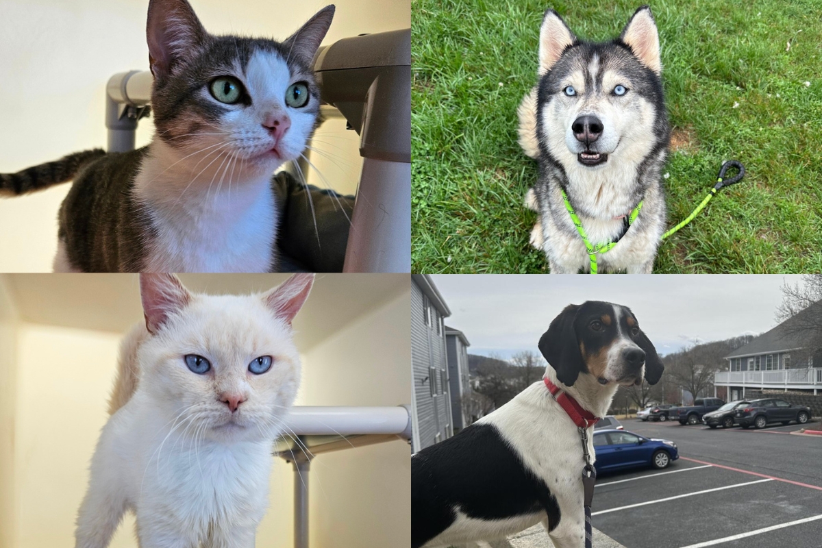 A tabby and white cat, a husky, a white siamese cat, and a coonhound.