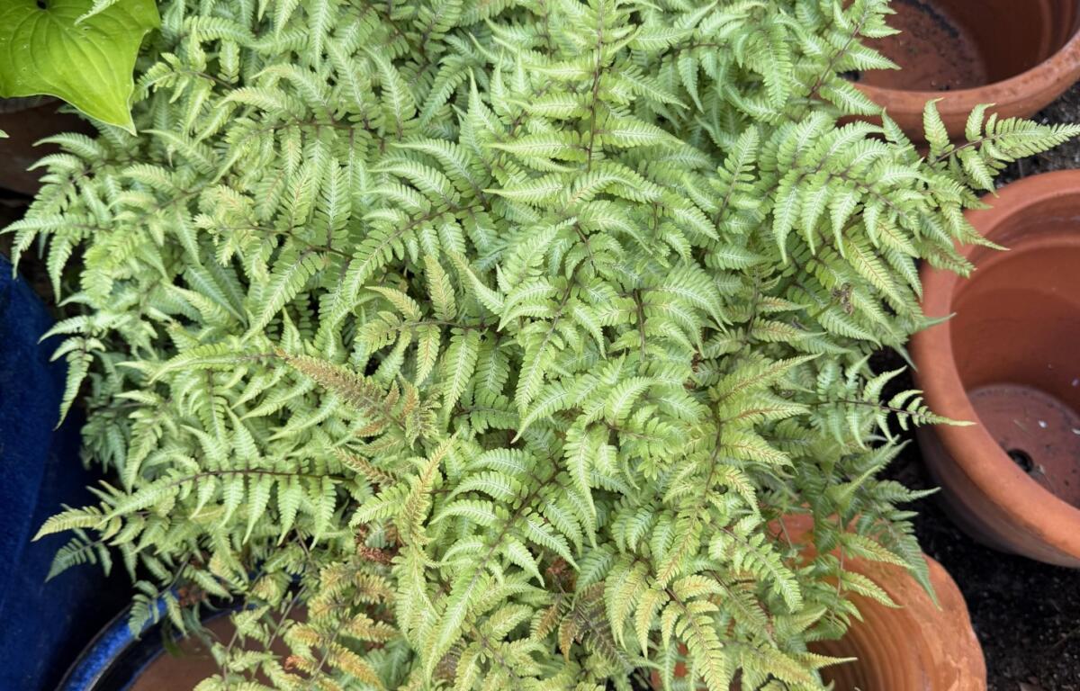 A picture of a Japanese Painted Fern.