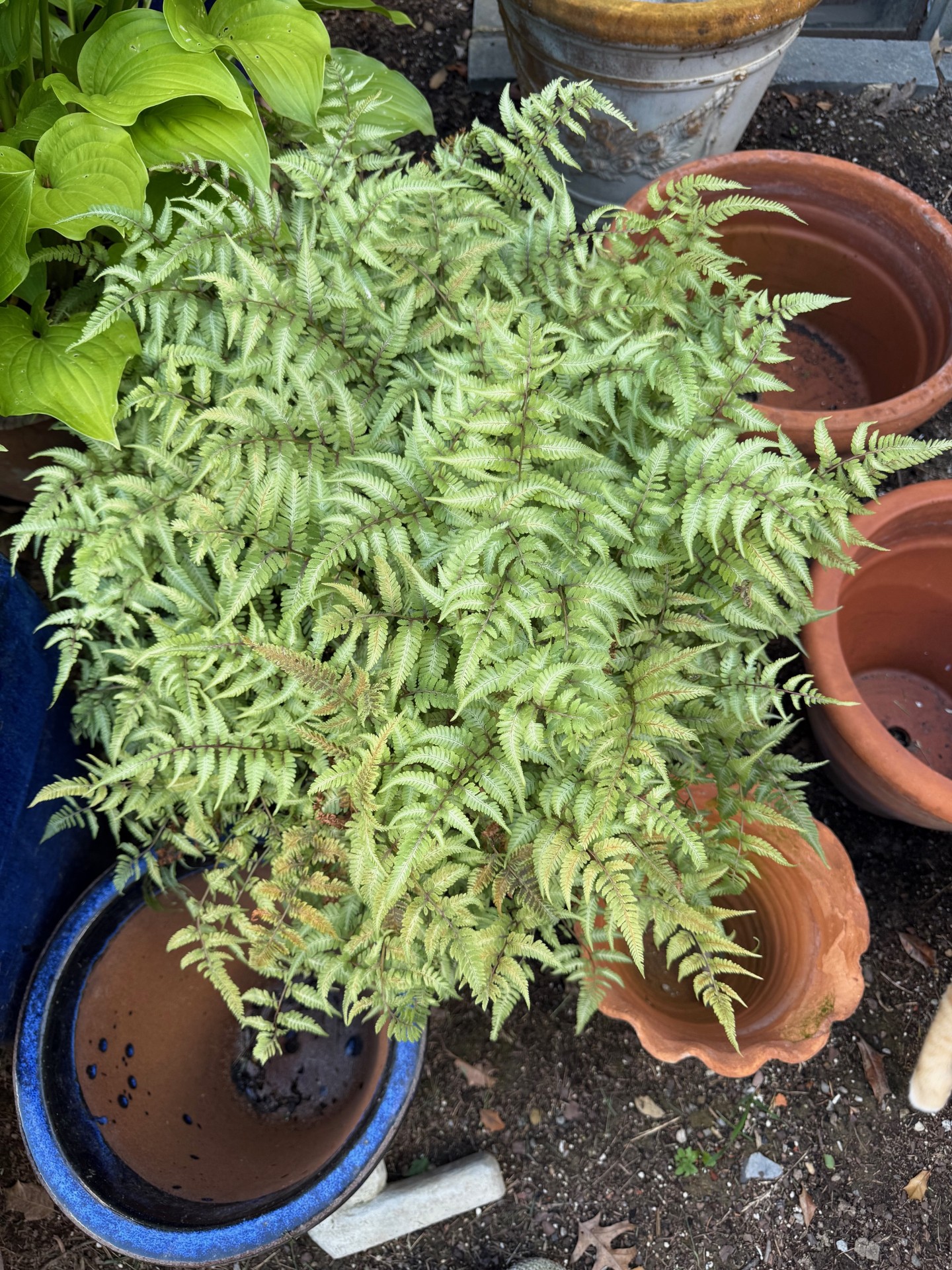 A picture of a Japanese Painted Fern.
