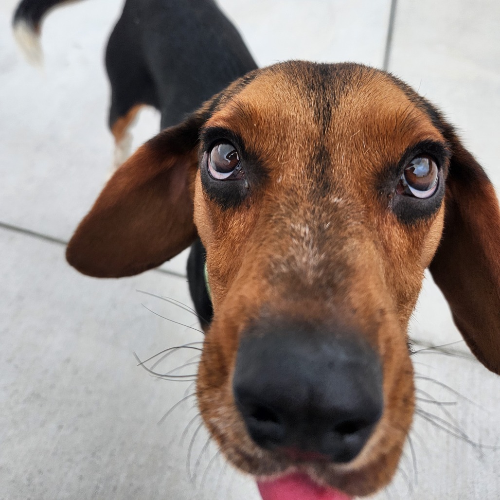 Up close photo of a beagle
