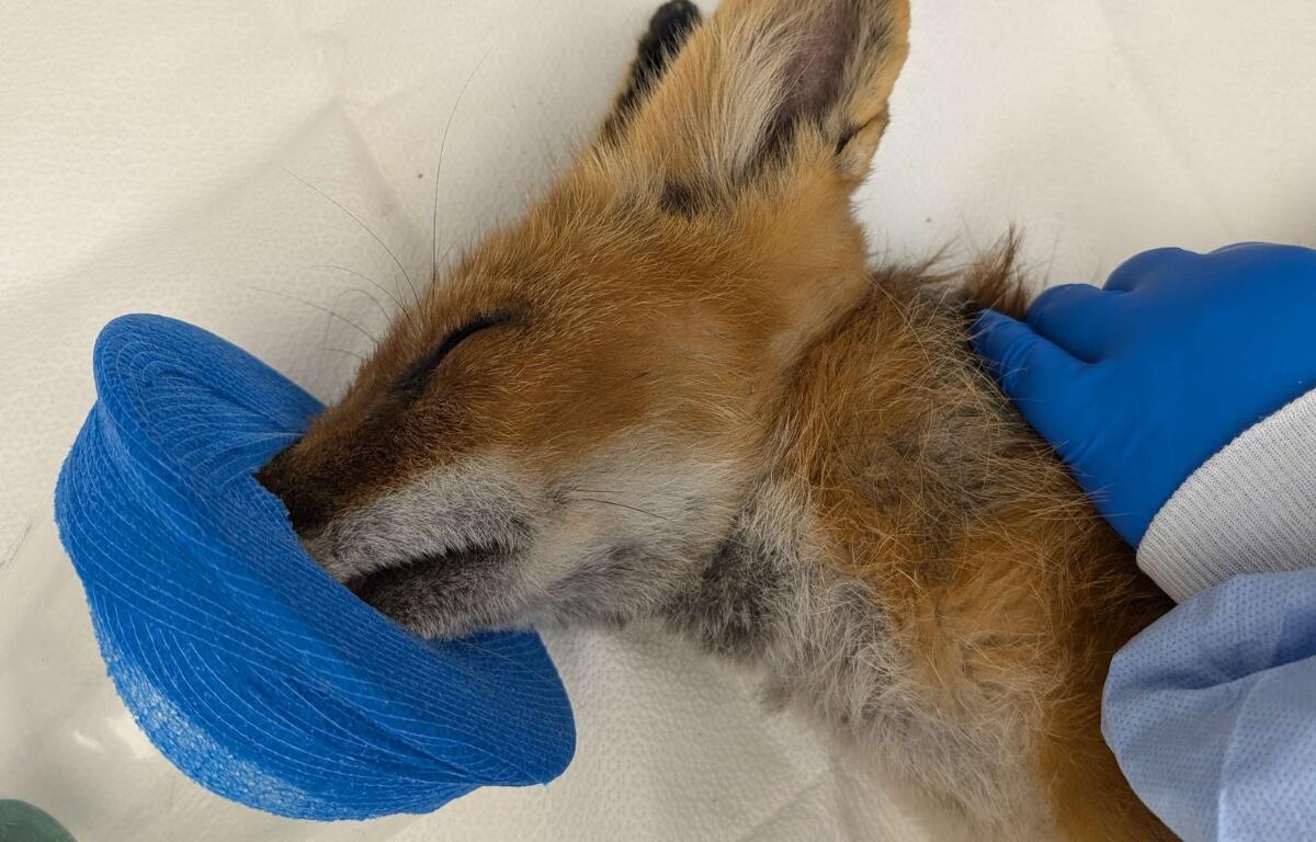 A red fox receiving anesthesia after being rescued by the wildlife center.