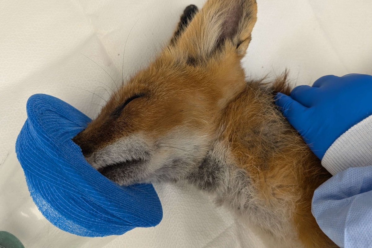 A red fox receiving anesthesia after being rescued by the wildlife center.