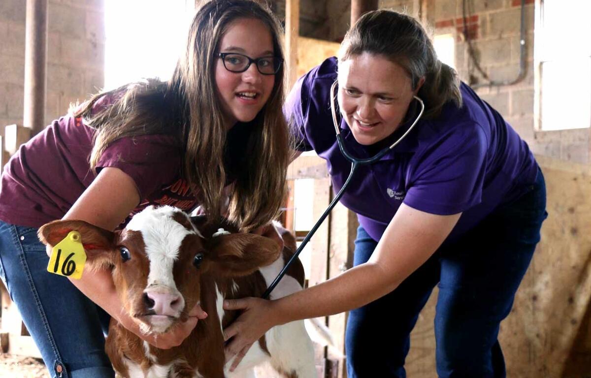 A woman and girl checking the heartbeat of a calf.