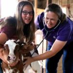 A woman and girl checking the heartbeat of a calf.