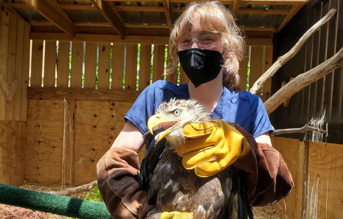 A worker at the wildlife center holding a bald eagle.