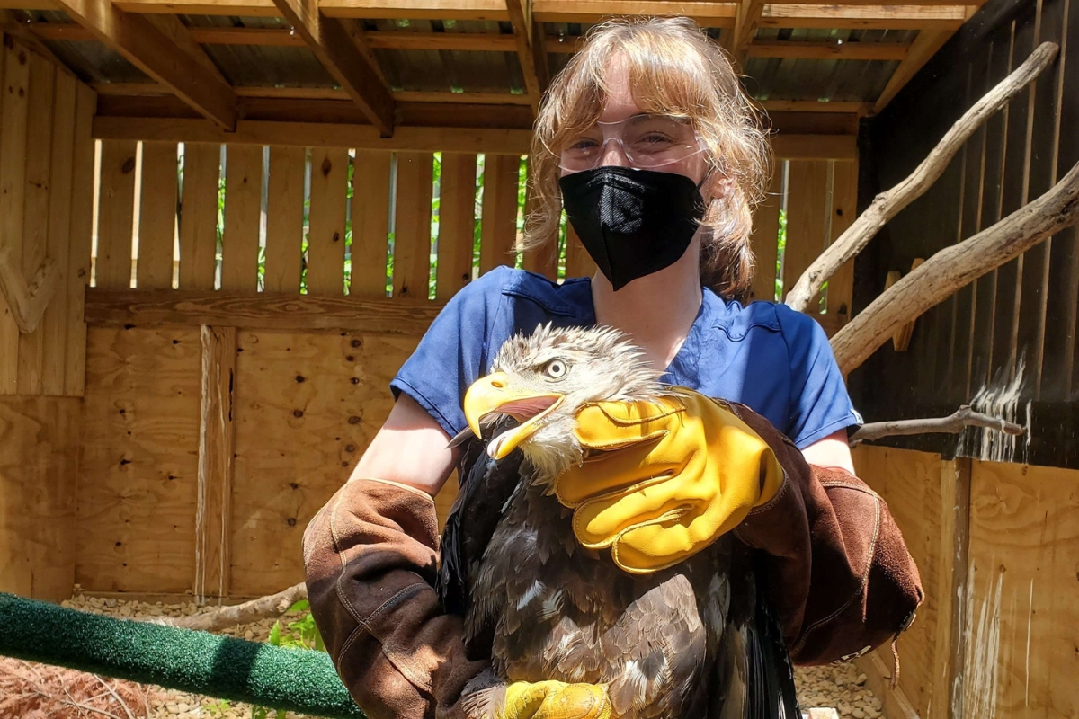 A worker at the wildlife center holding a bald eagle.
