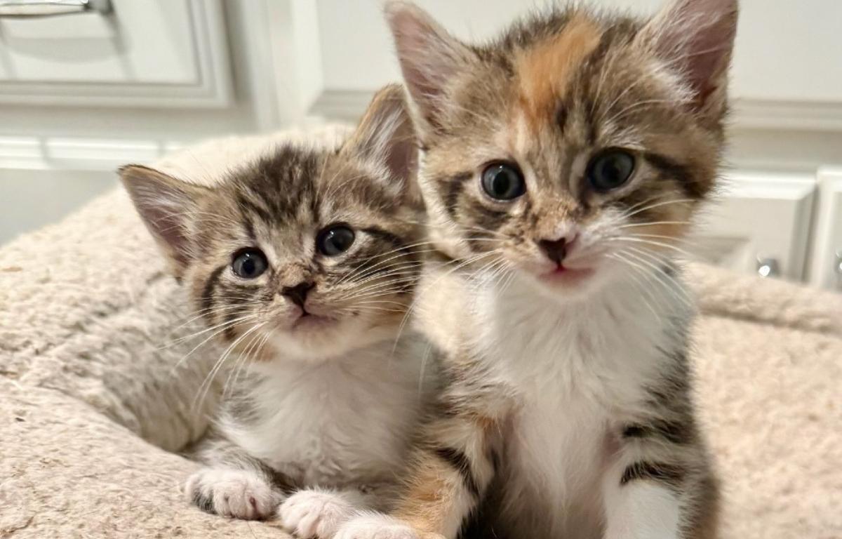 Two kitten siblings with striped and white fur.