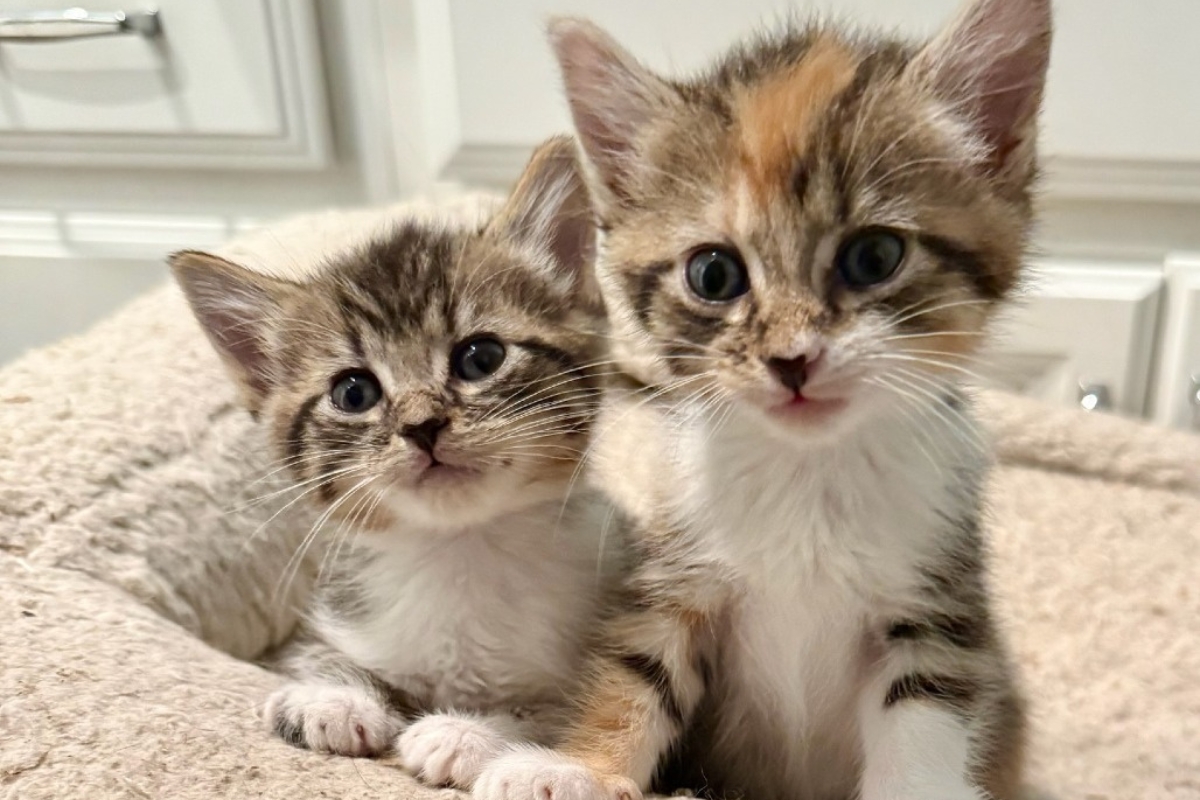 Two kitten siblings with striped and white fur.